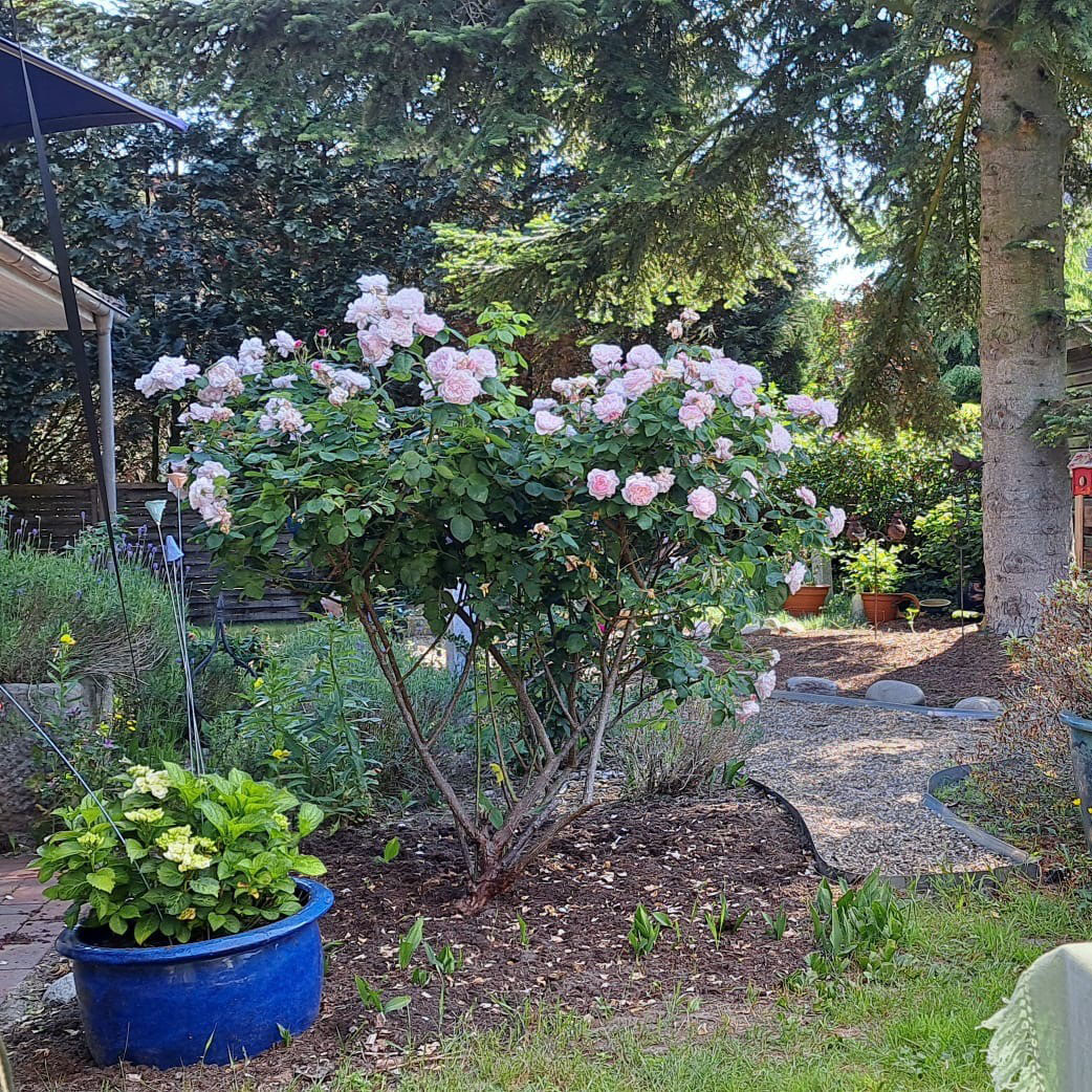 Büro Hund, IT Personalvermittlung, IT Headhunter, IT Personalberatung, Berlin, Brandenburg, München