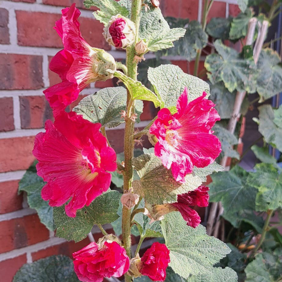 Kandidaten, IT Personalvermittlung, IT Headhunter, IT Personalberatung, Berlin, Brandenburg, München